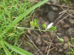 Image of Chlorophytum tuberosum (Roxb.) Baker