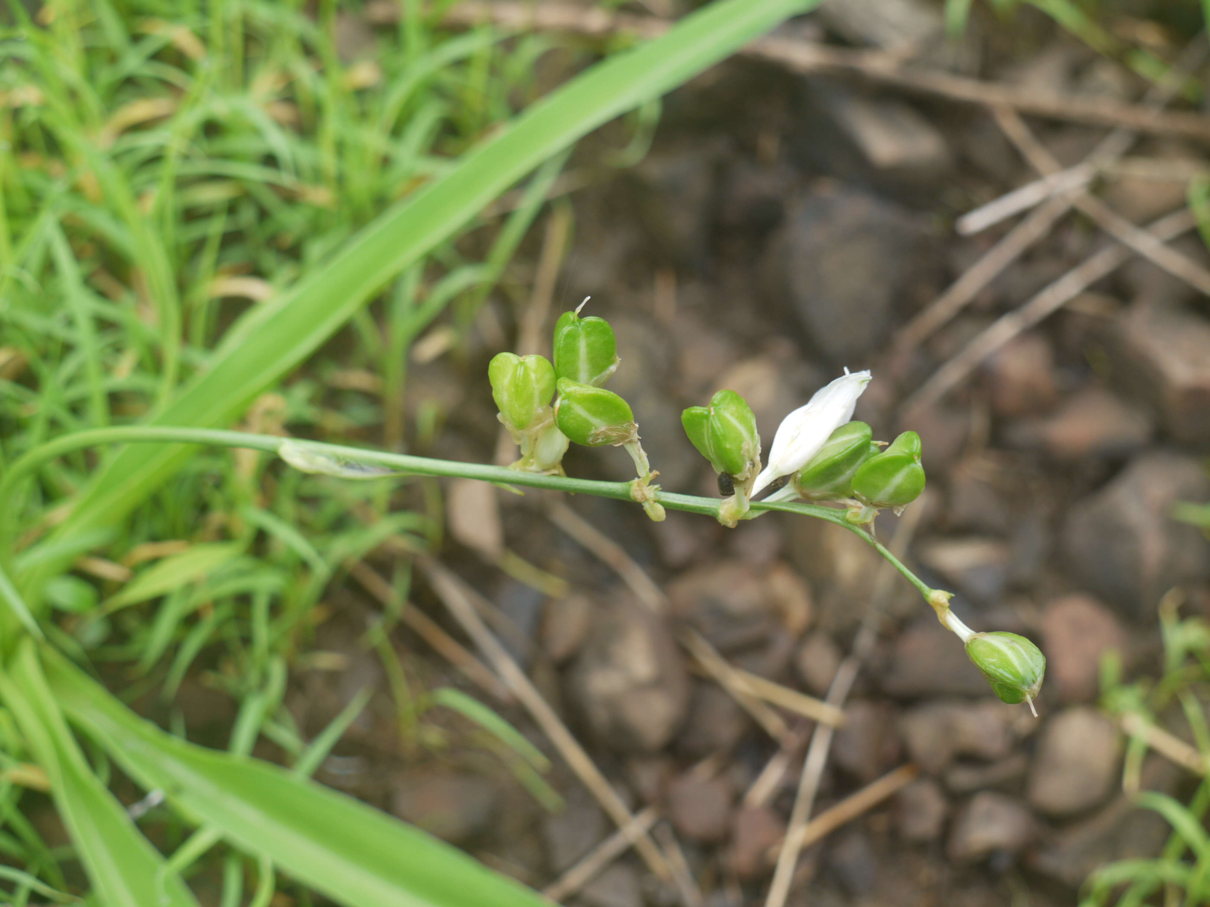 Слика од Chlorophytum tuberosum (Roxb.) Baker