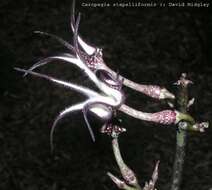 Image of Ceropegia stapeliiformis Haw.