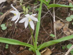 Image of Chlorophytum tuberosum (Roxb.) Baker