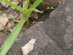 Image of Chlorophytum tuberosum (Roxb.) Baker