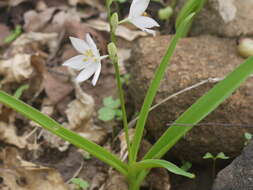 Image of Chlorophytum tuberosum (Roxb.) Baker