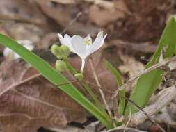 Image of Chlorophytum tuberosum (Roxb.) Baker