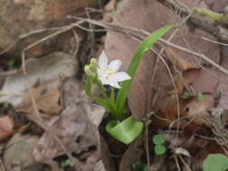 Image of Chlorophytum tuberosum (Roxb.) Baker