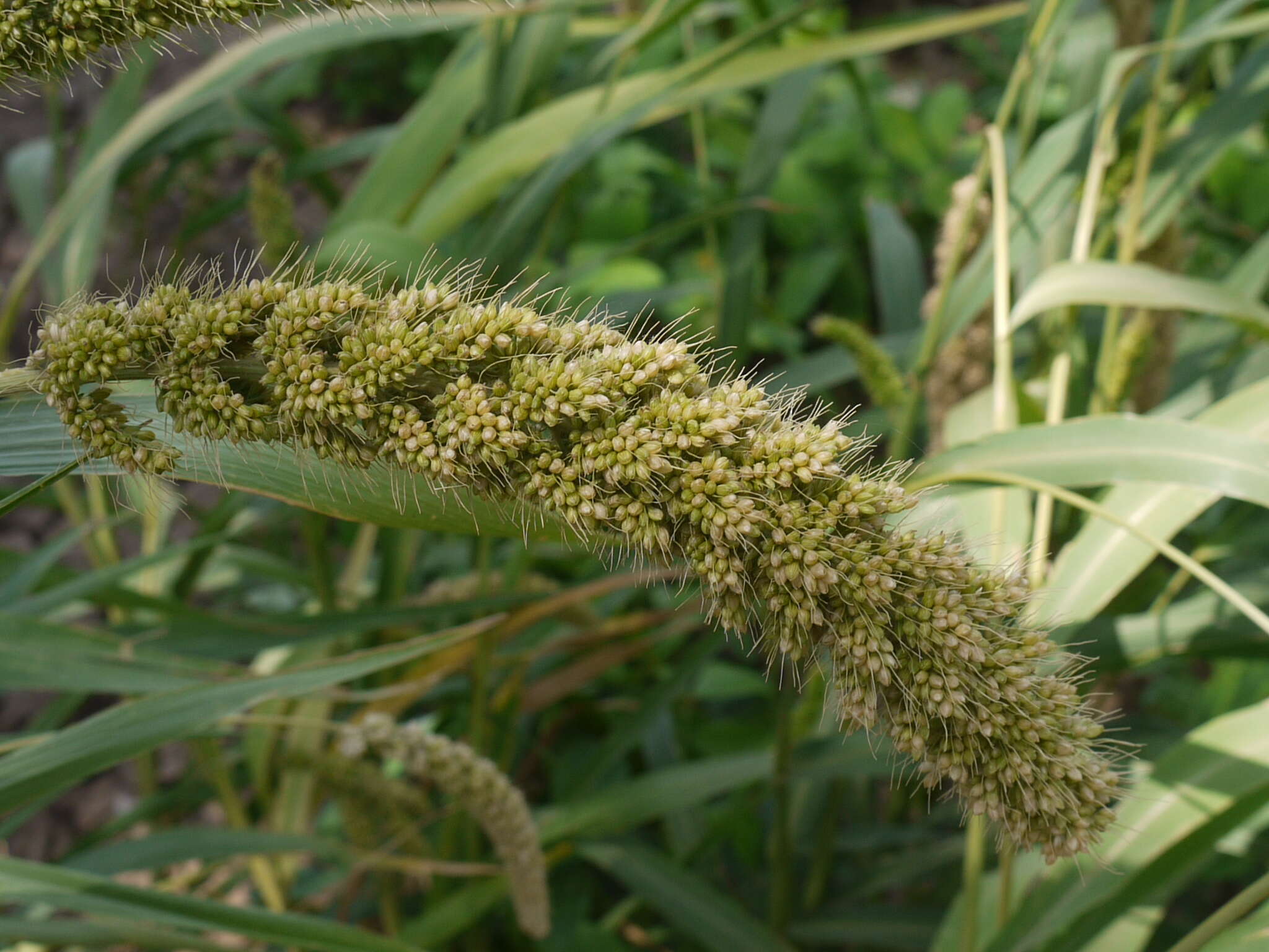 Image of Foxtail millet