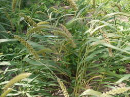 Image of Foxtail millet