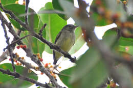 Image of Dwarf Tyranneutes