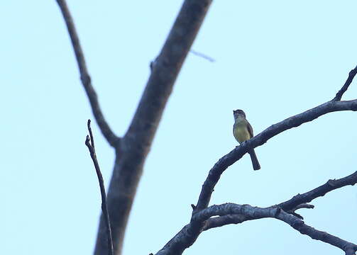 Image of Sooty-headed Tyrannulet