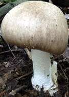 Image of Amanita manginiana