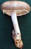 Image of Amanita manginiana