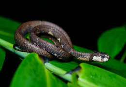 Image of Blunt-head Slug Snake