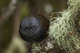 Image of Paramo Tapaculo