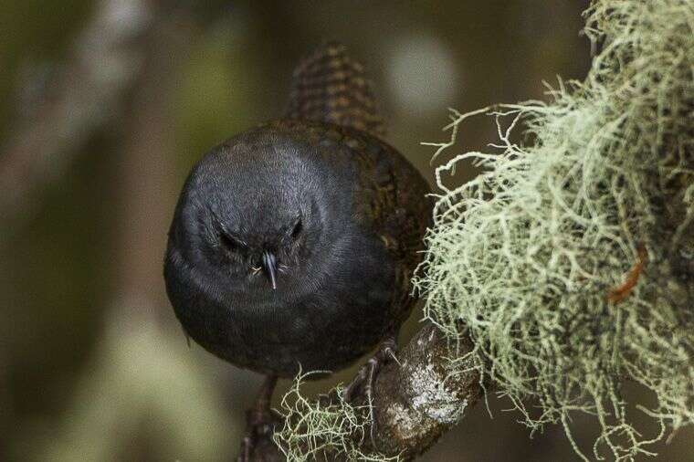 Image of Paramo Tapaculo