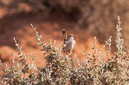 Image of Rufous Calamanthus