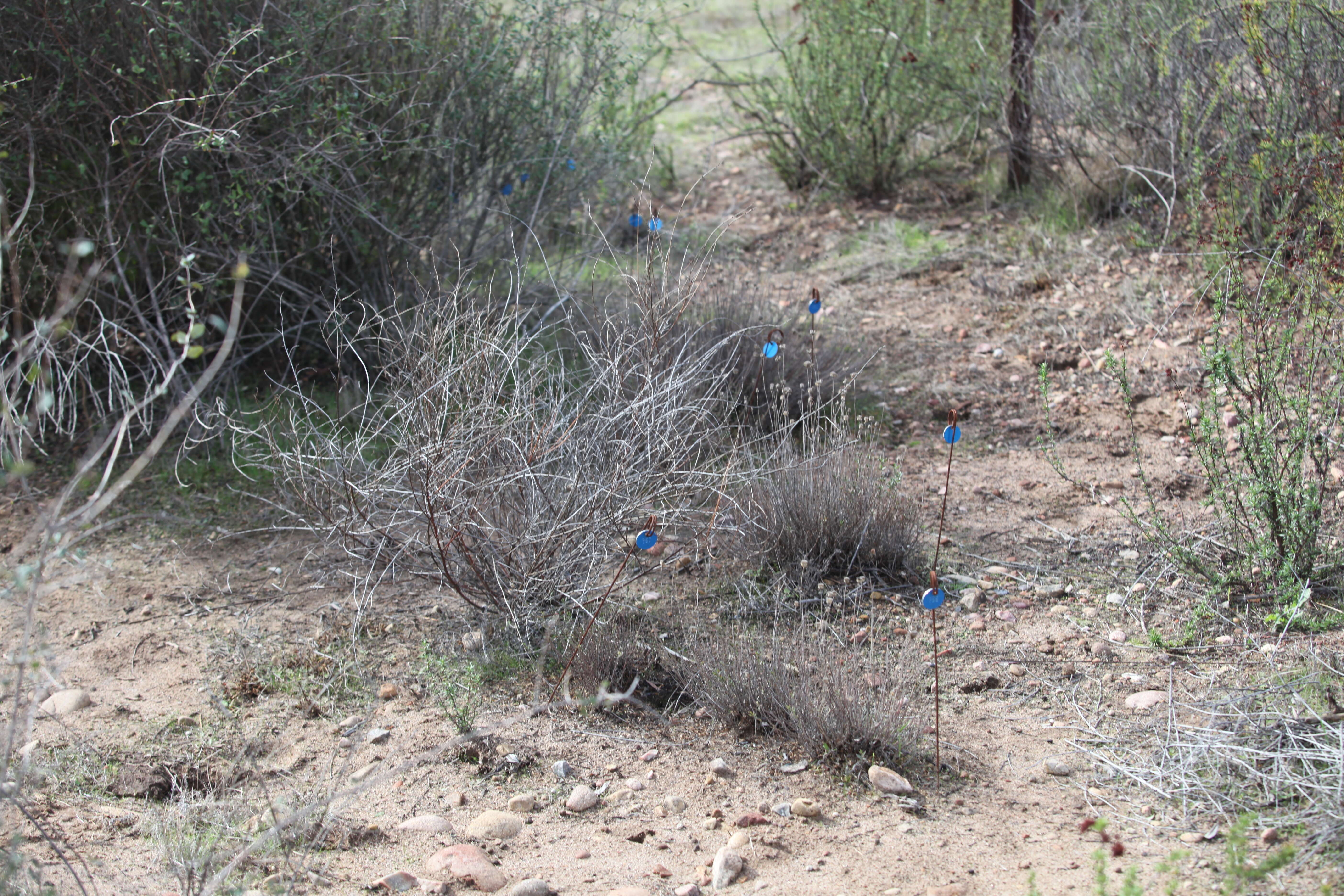 Image of Willowy Mountainbalm