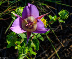 Imagem de Calochortus macrocarpus Douglas