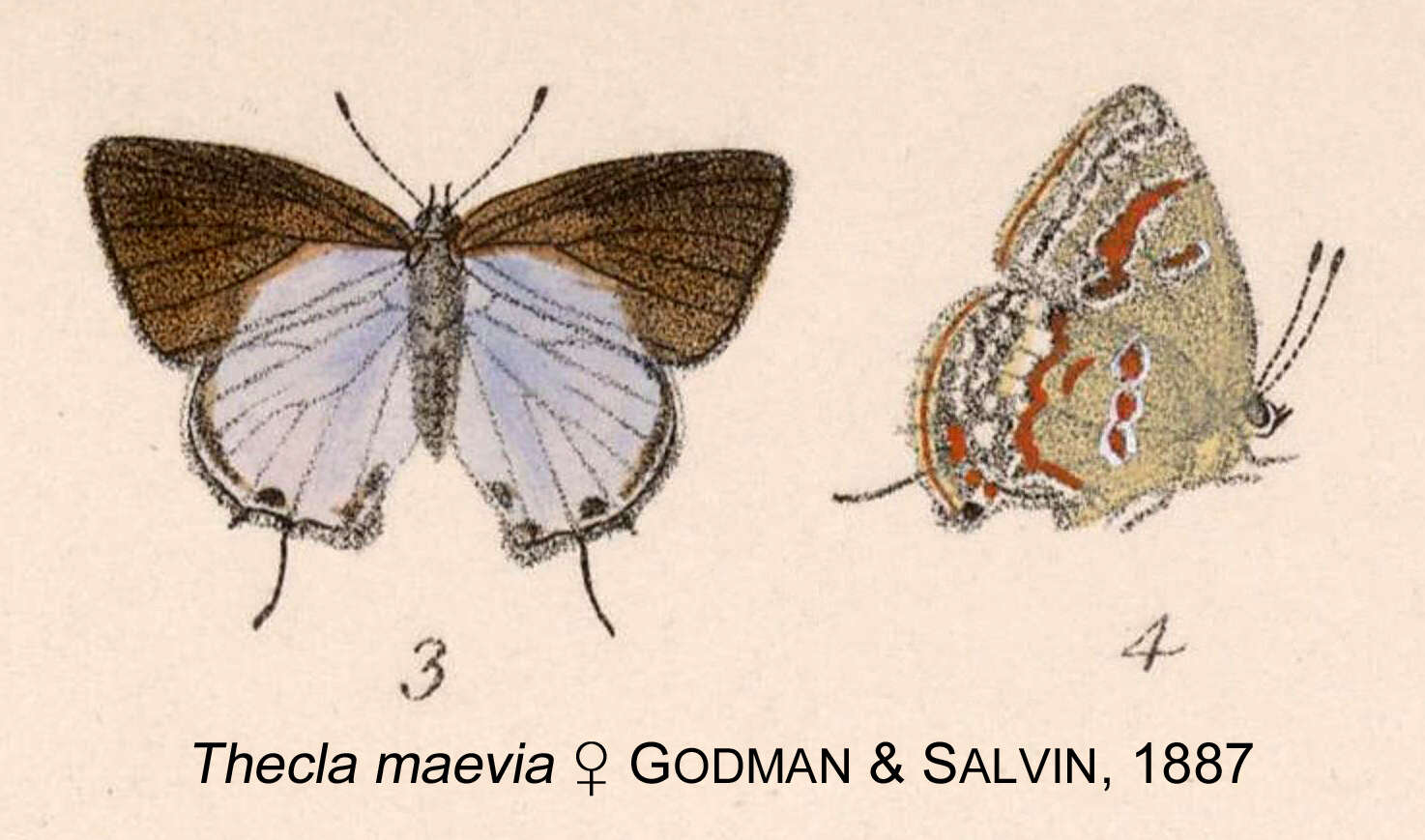 Imagem de Ministrymon clytie (Edwards 1877)