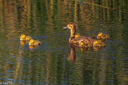 Image of Canvasback