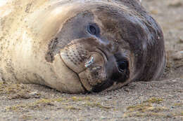 Image of South Atlantic Elephant-seal