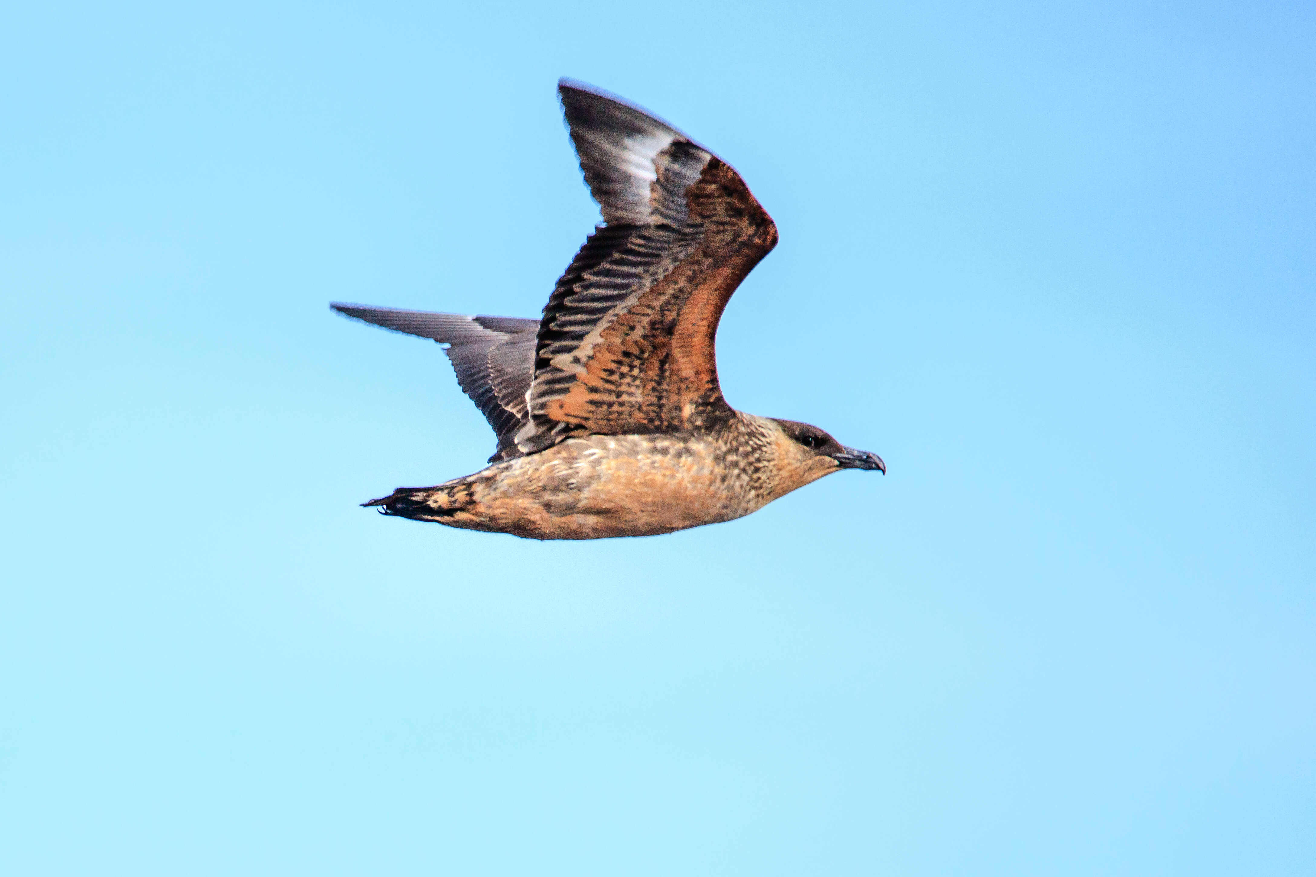 صورة Stercorarius chilensis Bonaparte 1857