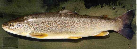 Image of Marbled trout