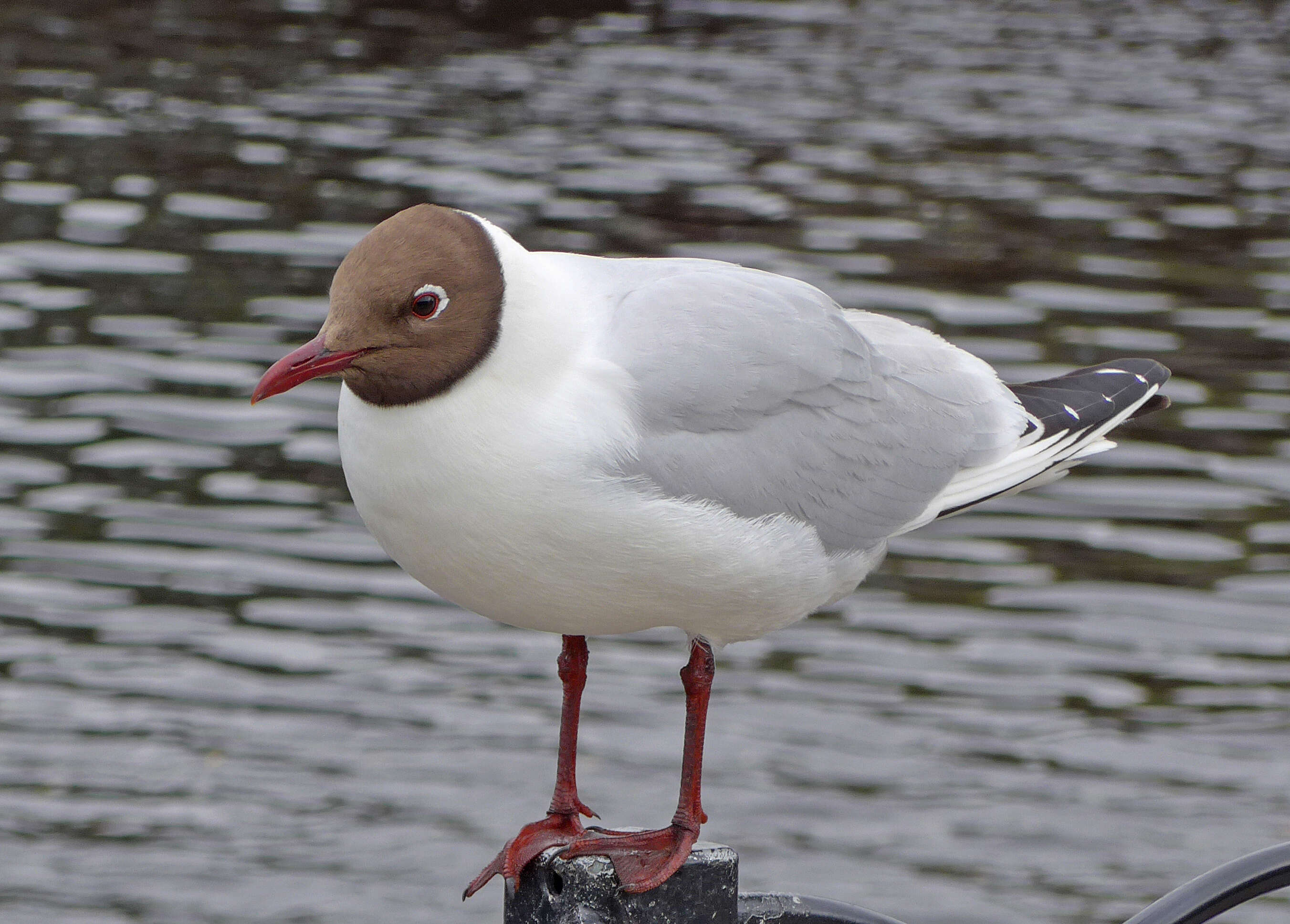 Image of Black-headed Gull