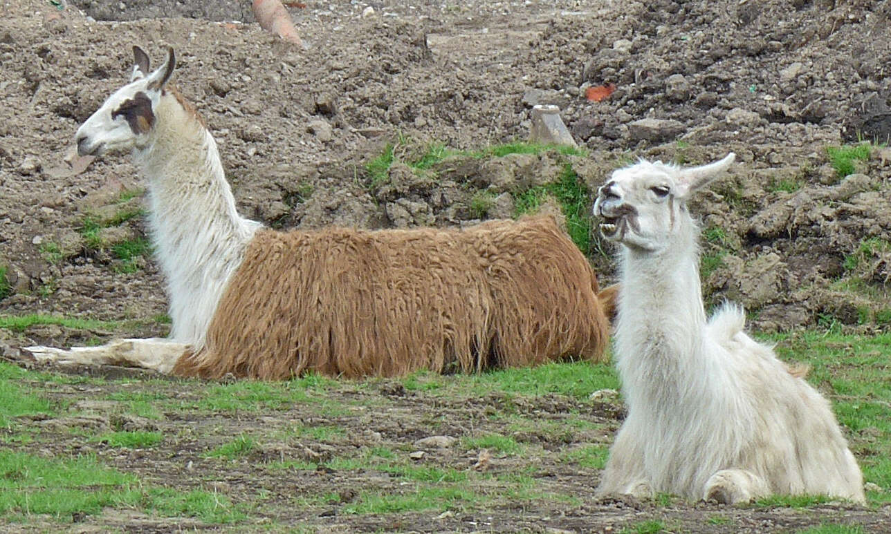 Image of llama