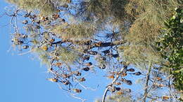 Image of Gray-headed Flying Fox