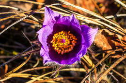 Image of Eastern Pasque Flower