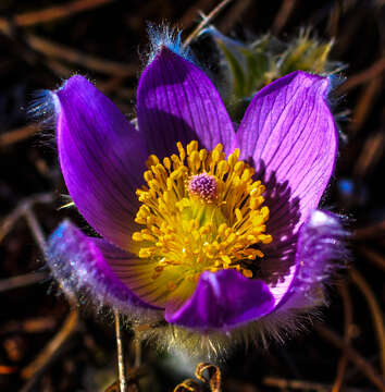 Image of Eastern Pasque Flower