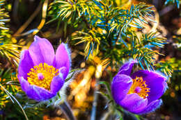 Image of Eastern Pasque Flower