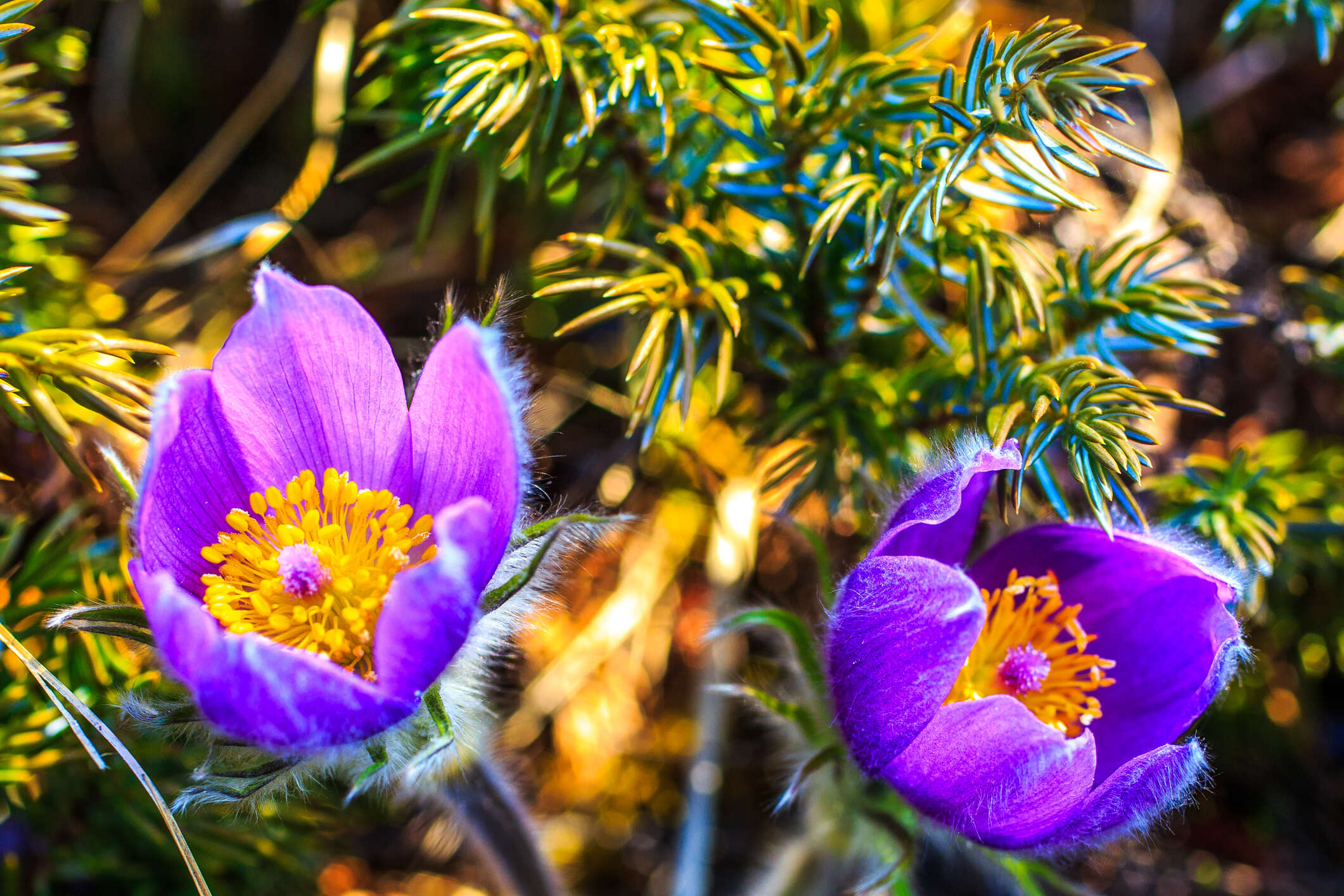 Image of Eastern Pasque Flower