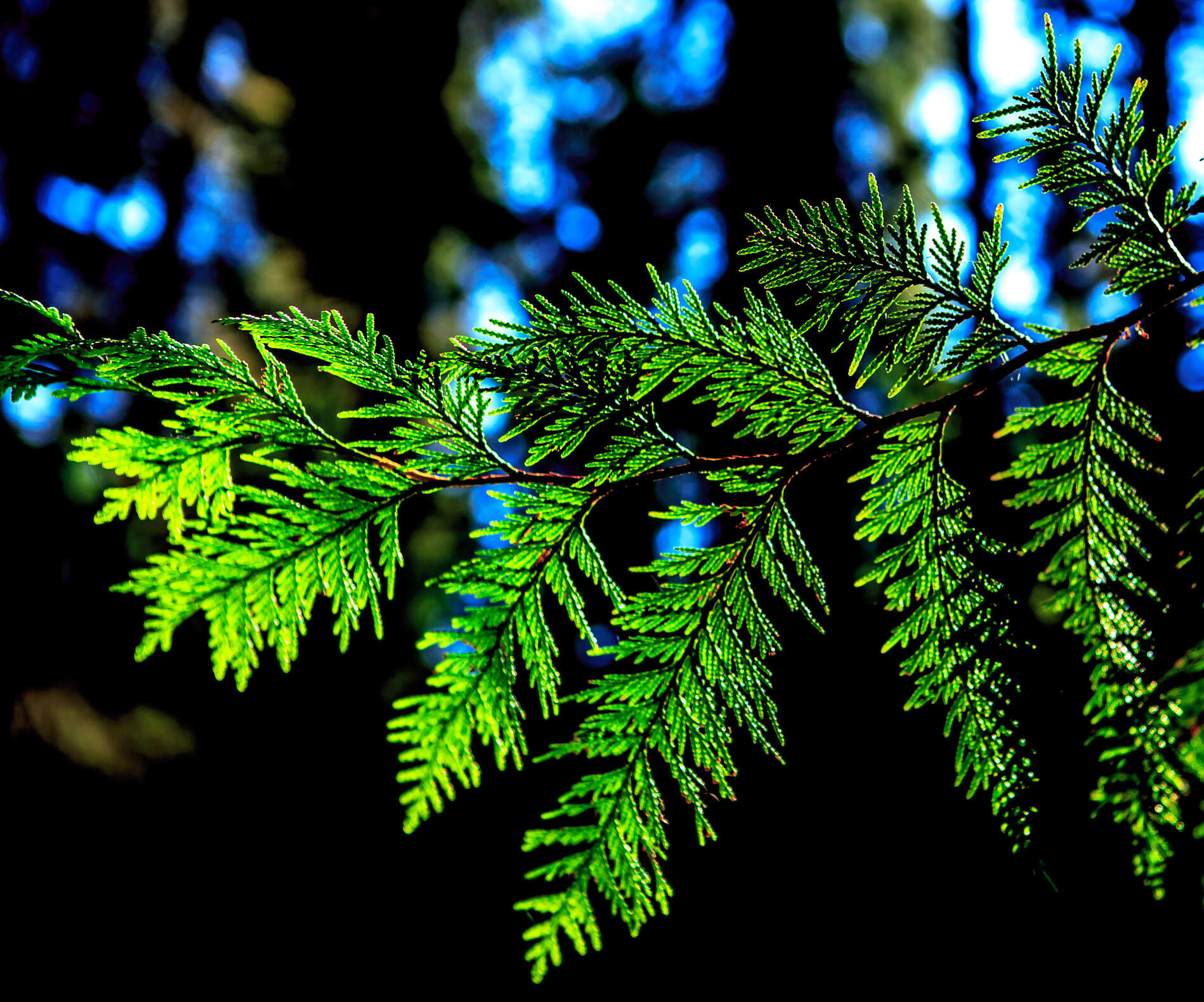 Image of Canoe Cedar