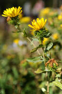 Grindelia nana resmi