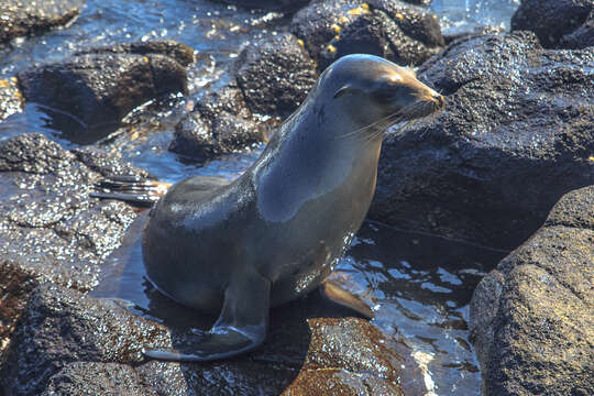 Image of Galapagos Sea Lion