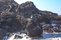 Image of Galapagos Penguin