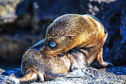 Image de Otarie des Galapagos