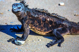 Image of marine iguana