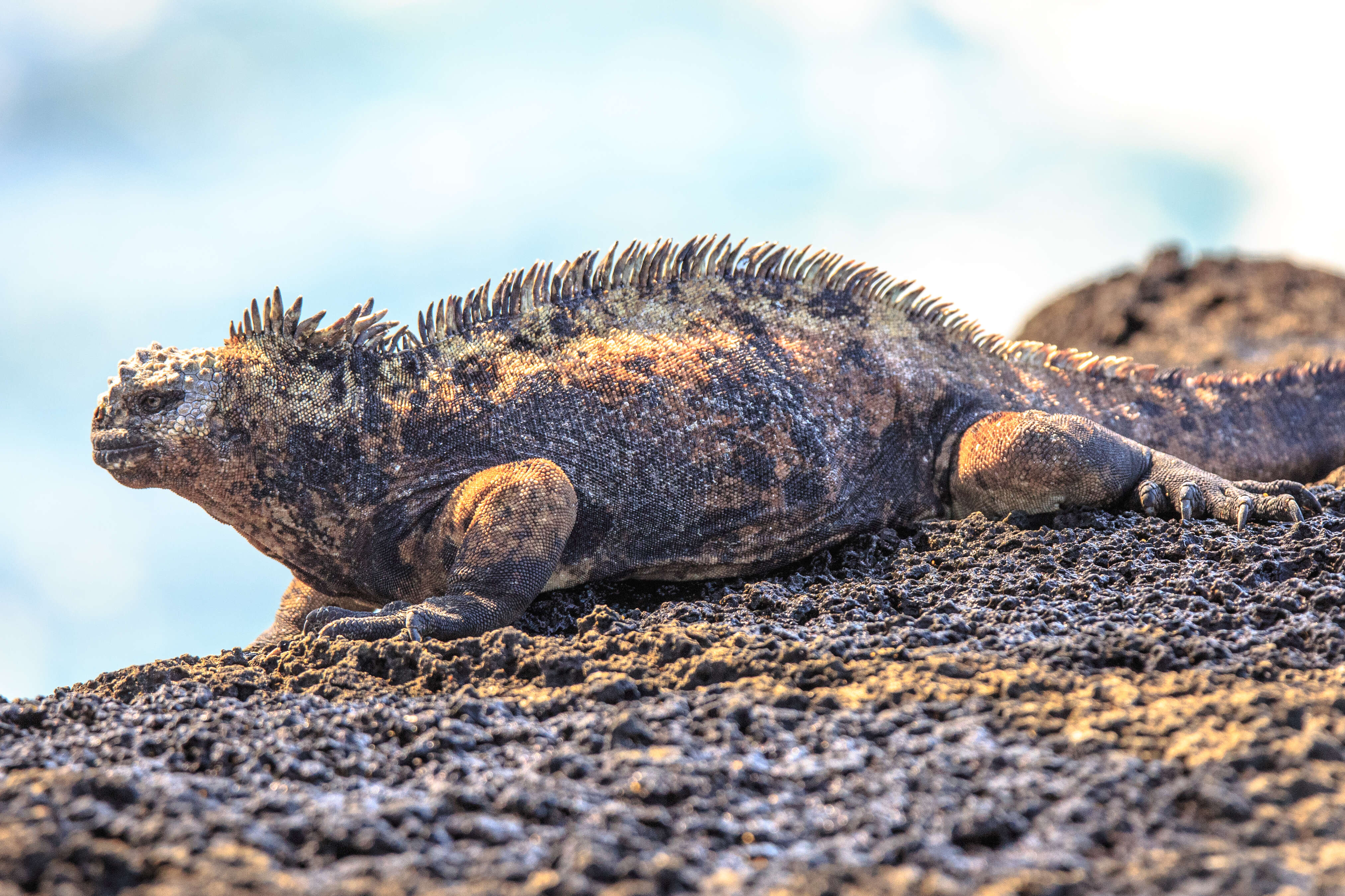 Image of marine iguana