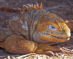 Image of Galapagos Land Iguana