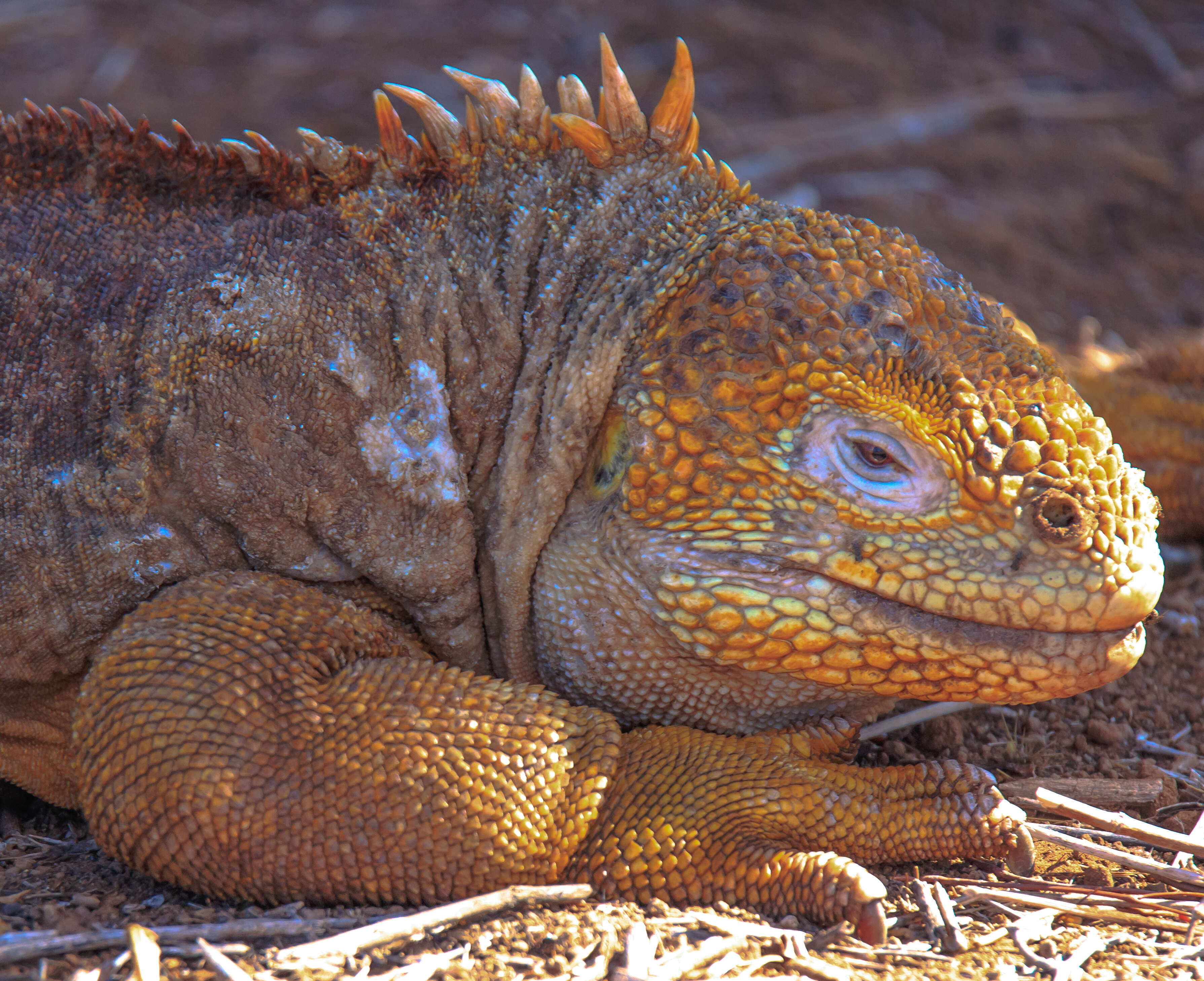 Image of Galapagos Land Iguana