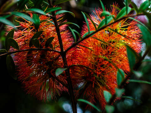 Image of Melaleuca hypericifolia Sm.