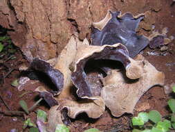 Image of Auricularia nigricans (Sw.) Birkebak, Looney & Sánchez-García 2013