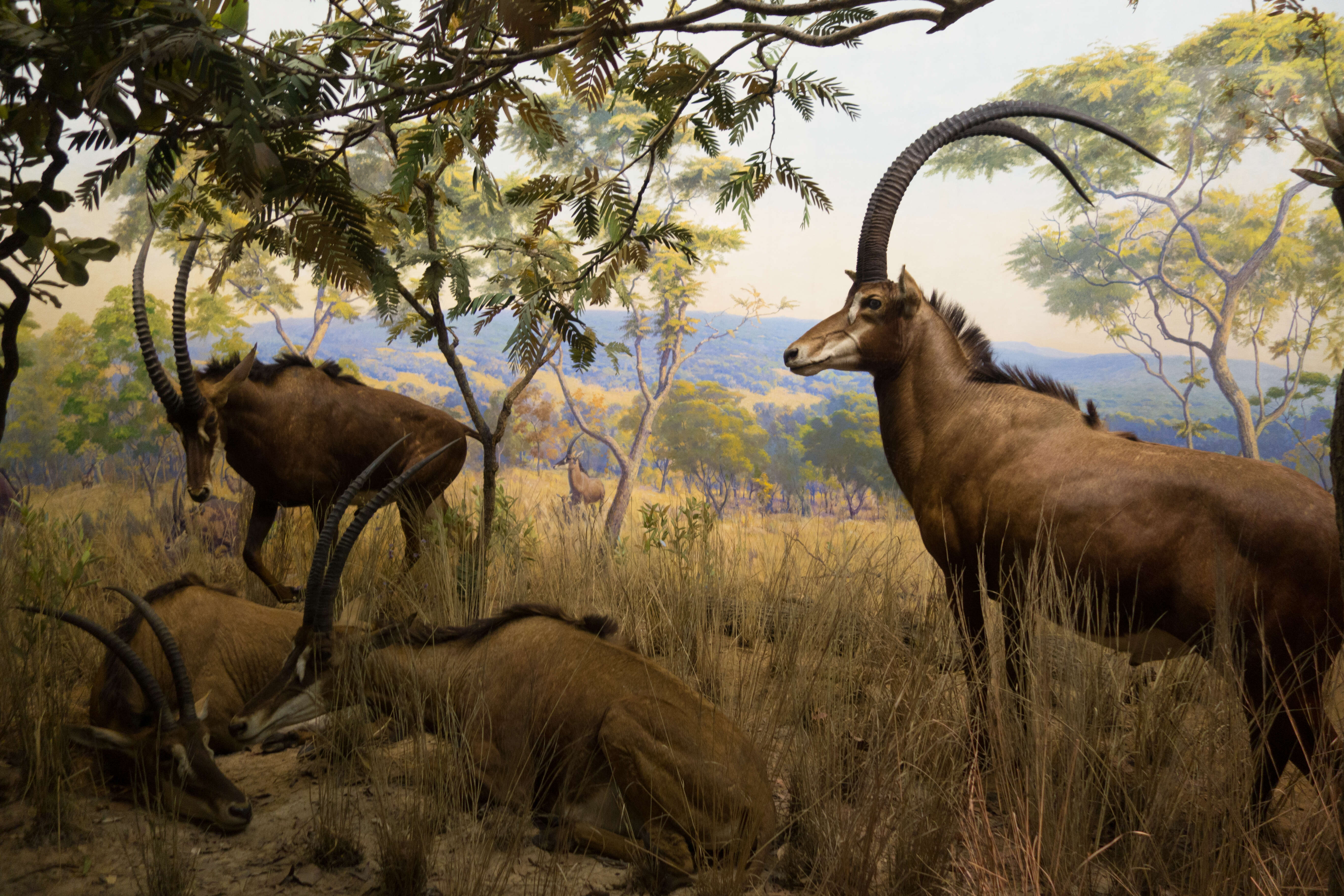 Image of Giant Sable Antelope