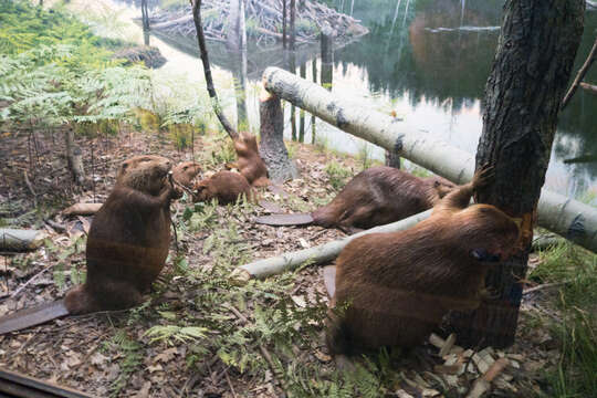 Image of beavers