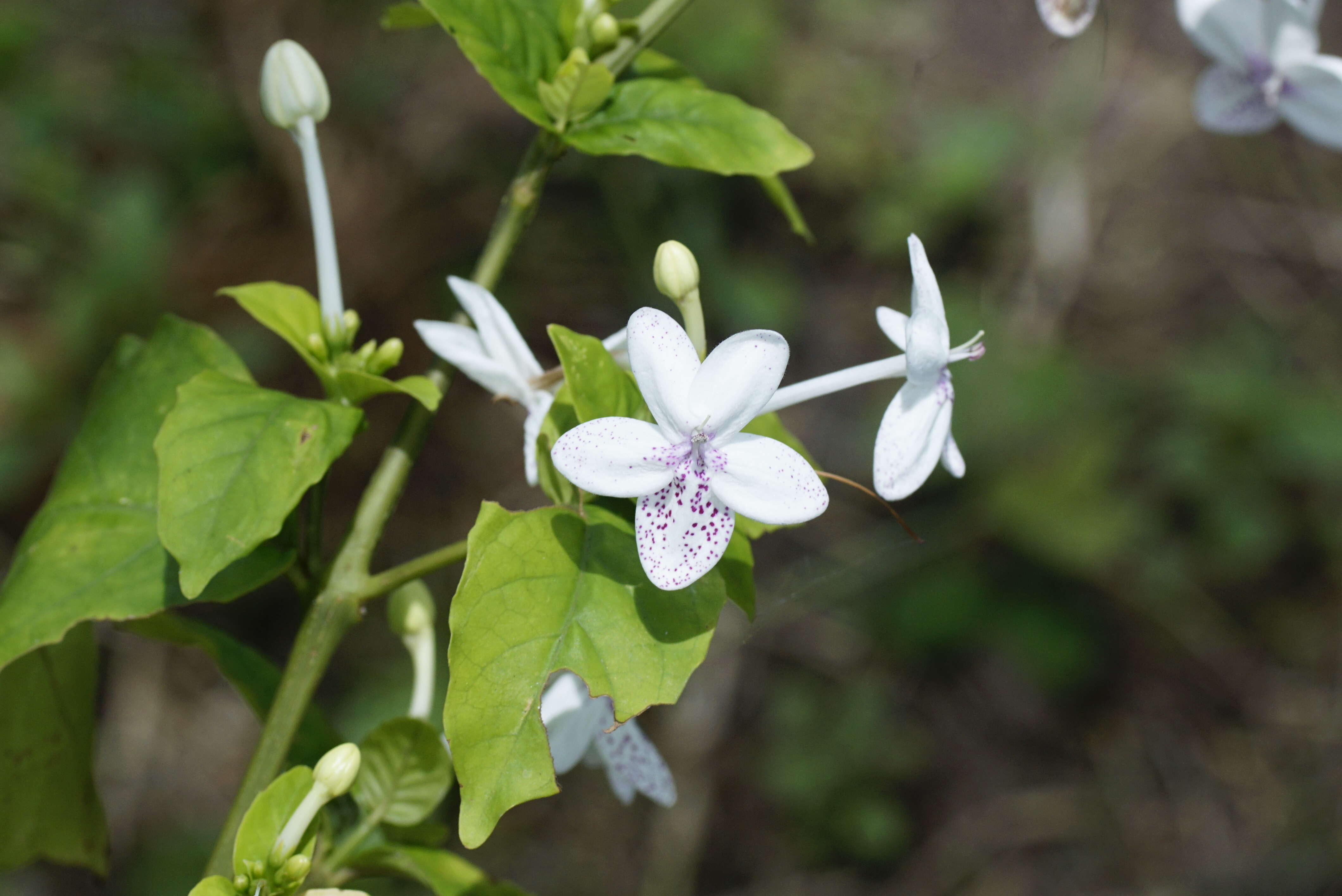 Image de Pseuderanthemum maculatum (Lodd.) I. M. Turner