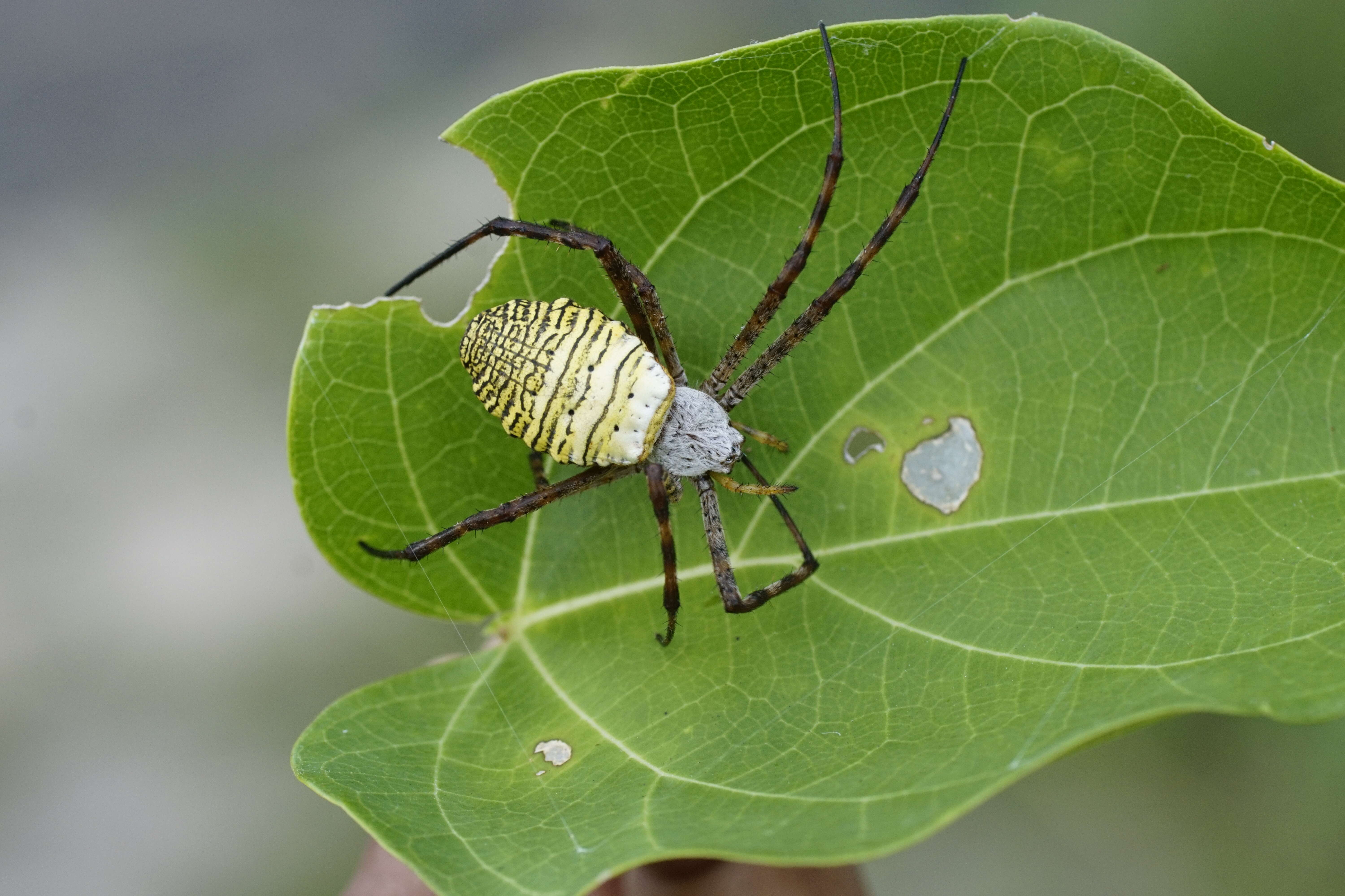 Image of Oval St Andrew's Cross Spider