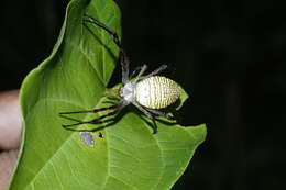 Image of Oval St Andrew's Cross Spider