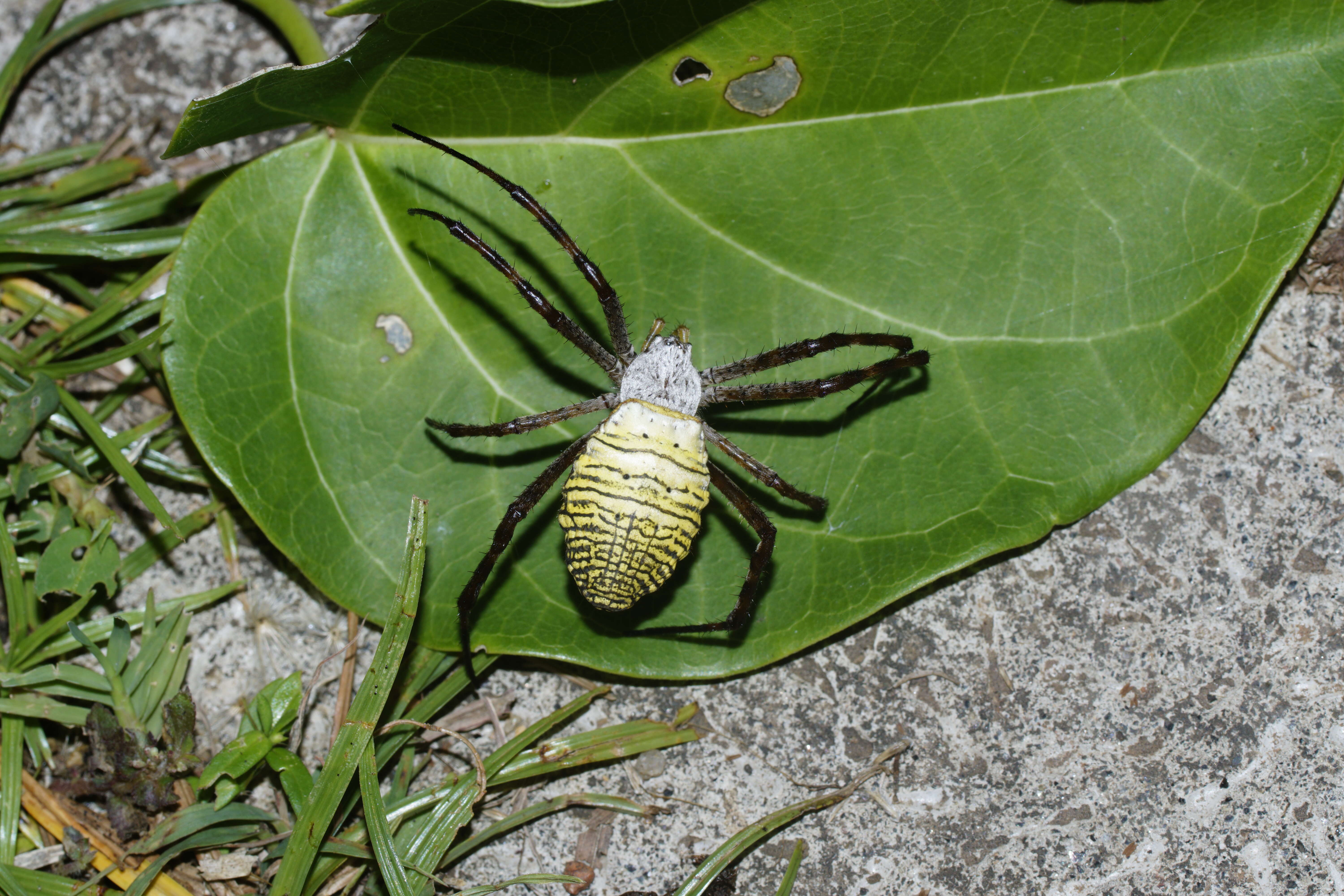 Image of Oval St Andrew's Cross Spider