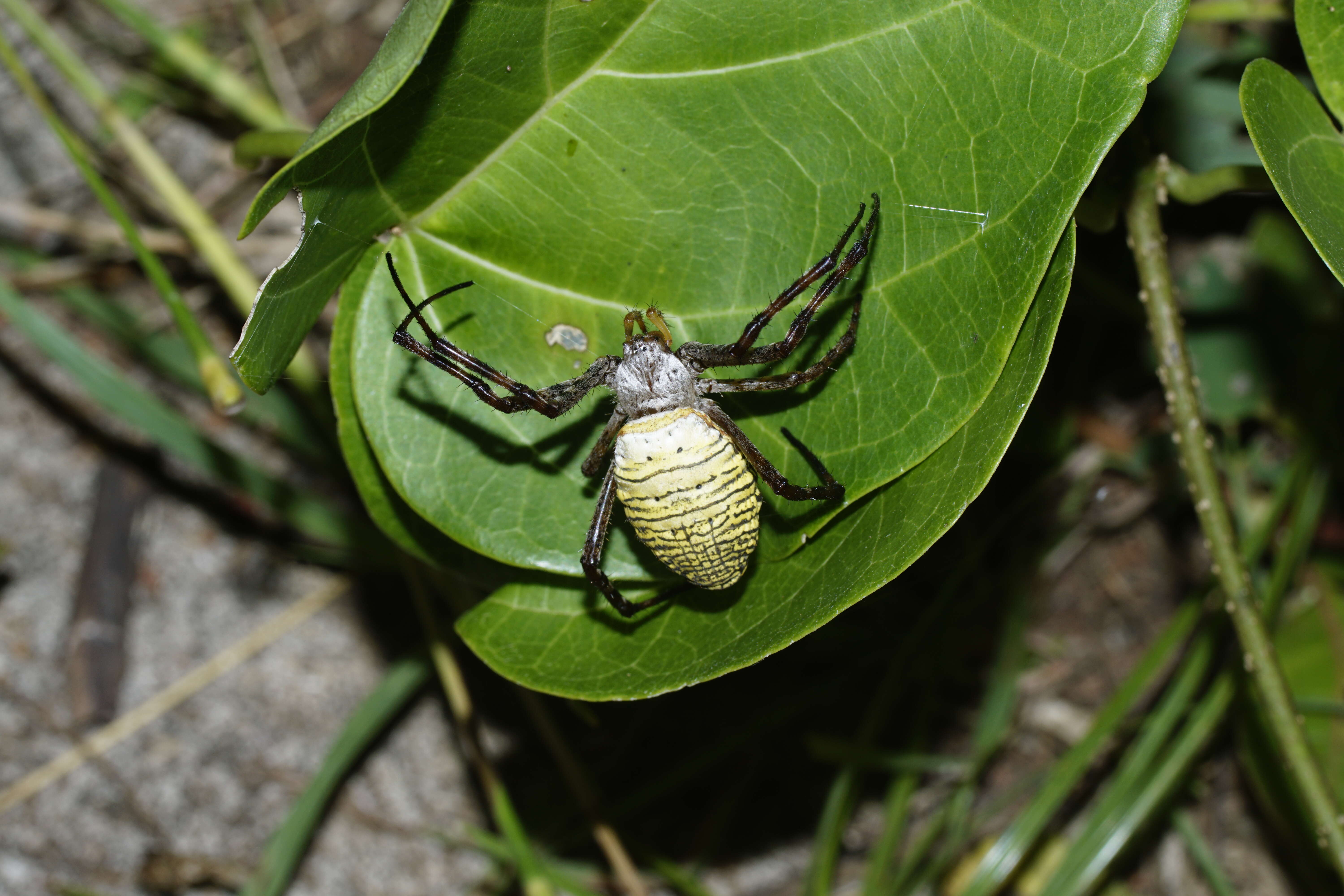 Image of Oval St Andrew's Cross Spider